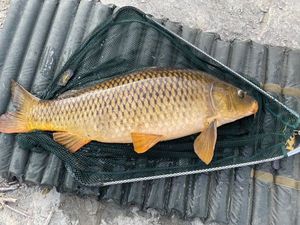 Common Carp