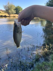 Largemouth Bass