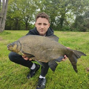 Common Bream