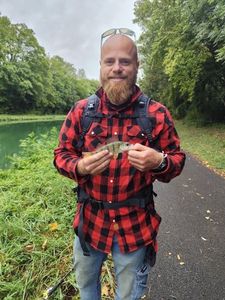 European Perch
