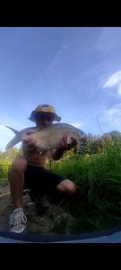 Common Bream