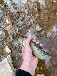 Rainbow Trout