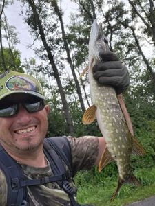 Northern Pike