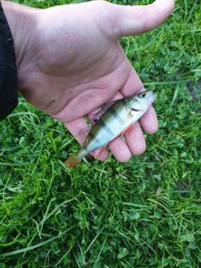 European Perch