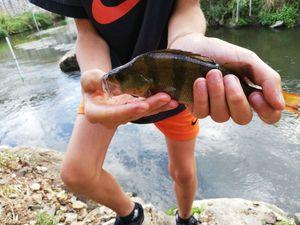 European Perch