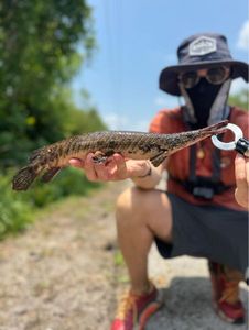 Alligator Gar