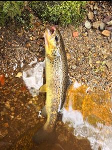 Brown Trout
