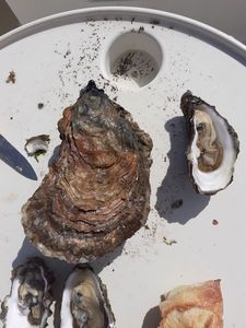 Pacific Oyster