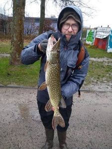 Northern Pike