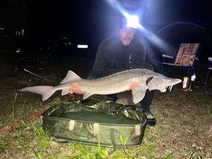 Sturgeon