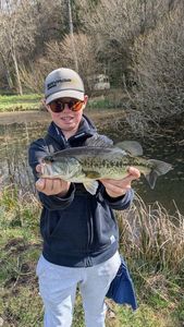 Largemouth Bass