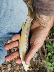 Brown Trout