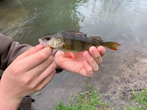 European Perch