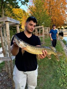 Northern Pike