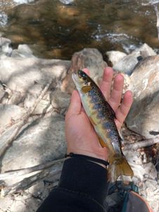Brown Trout