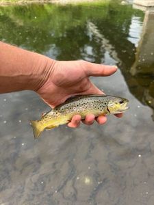 Brown Trout