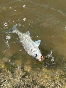European Bass (Seabass)