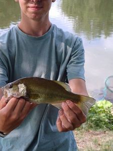 Largemouth Bass