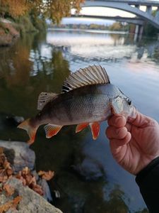 European Perch