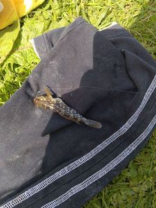 Common Goby