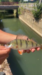European Perch