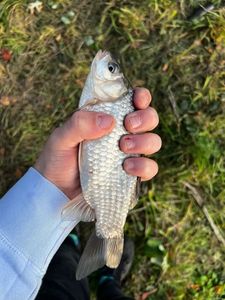 Crucian Carp