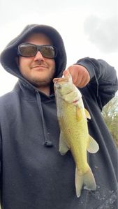 Smallmouth Bass