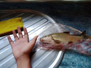 Barbel