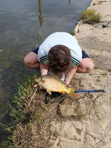 Mirror Carp