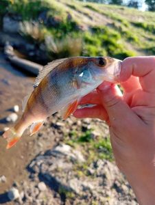 European Perch
