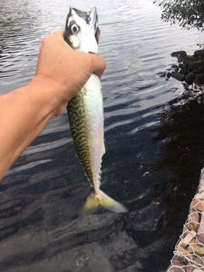 Mackerel
