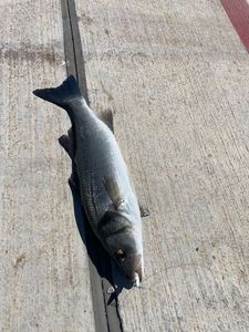 European Bass (Seabass)