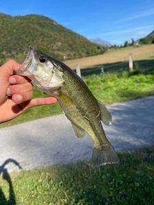 Largemouth Bass