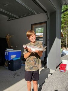 Rainbow Trout