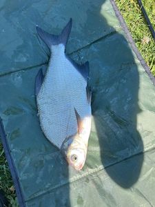 Common Bream