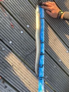 European Eel (Common Eel)