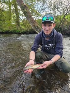 Brown Trout