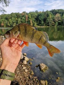 European Perch