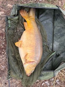 Mirror Carp