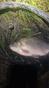 Crucian Carp
