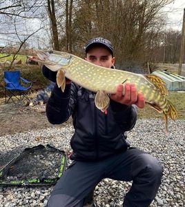 Northern Pike