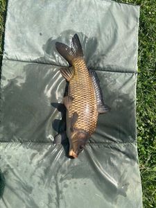Common Carp