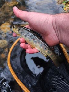 Brown Trout