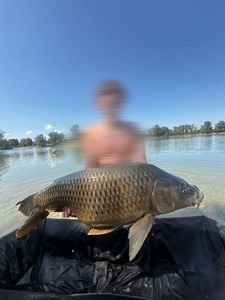 Common Carp
