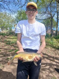 Mirror Carp