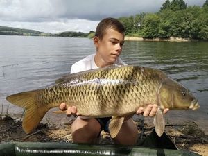 Common Carp