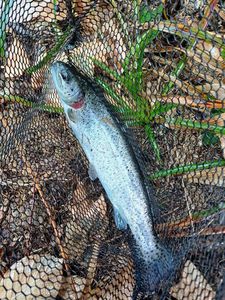 Rainbow Trout