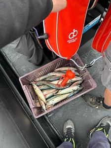 Mackerel