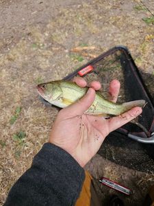 Largemouth Bass