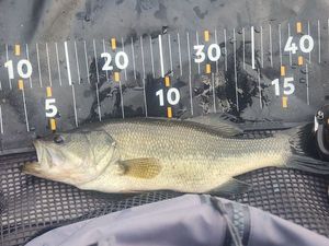 Largemouth Bass